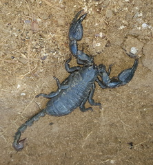 Cheloctonus intermedius