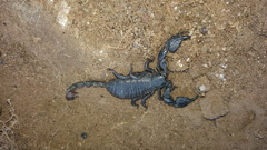 Cheloctonus intermedius