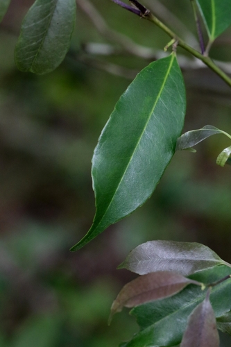 Ilex ficoidea, photograph 5