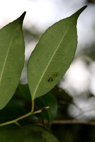 Ilex ficoidea, photograph 6