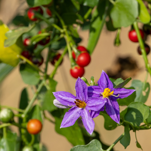 Pea-Egg Plant (Solanum trilobatum)