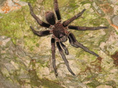 Phormictopus cancerides