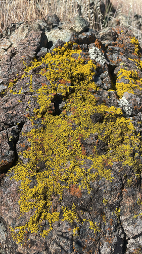 iNaturalist observation photo of cobblestone lichen family