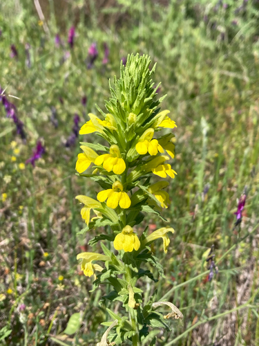 Yellow Glandweed (Bellardia viscosa)