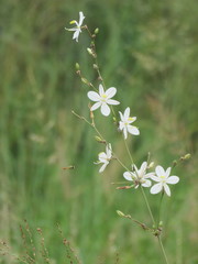 Chlorophytum galpinii