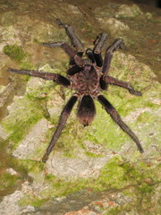 Phormictopus cancerides