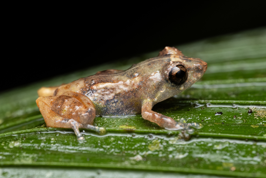 Caretta Robber Frog
