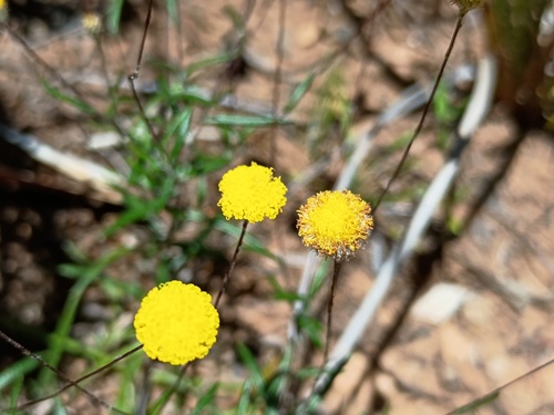 Wiry Buttons (Leptorhynchos tenuifolius)