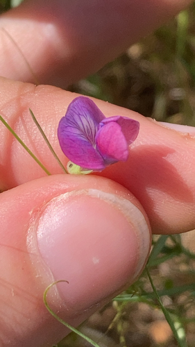 Angled Pea (Lathyrus angulatus)