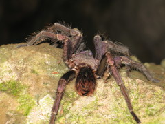 Phormictopus cancerides