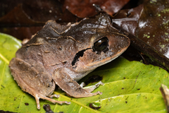 Atlantic Broad-Headed Litter Frog photo 1