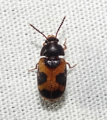 Mycetophagus punctatus