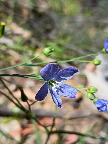 Linum marginale, photograph 1