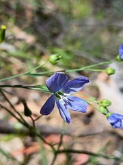 Linum marginale