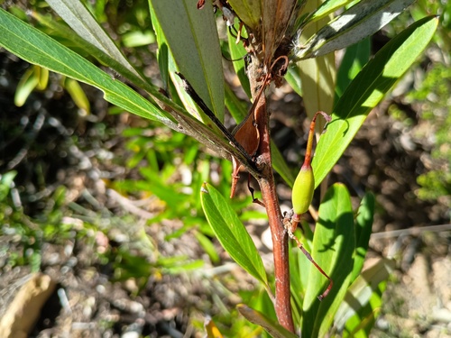 flame Grevillea (Grevillea dimorpha)