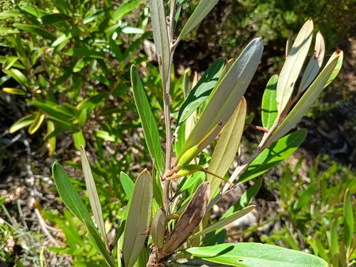 Grevillea dimorpha, photograph 6