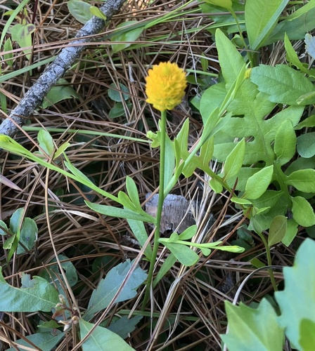 orange milkwort (Senega lutea)