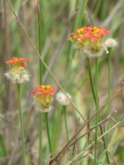 Lasiosiphon rubescens