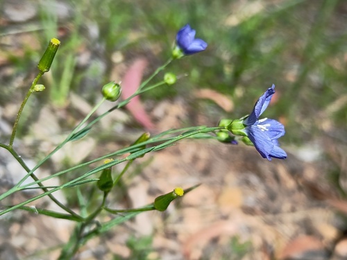 Linum marginale, photograph 2