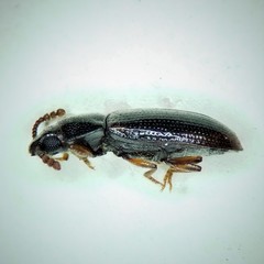 Pharaxonotha kirschii