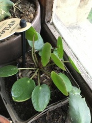 Pilea peperomioides