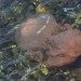 photo of South American Sea Nettle (Chrysaora plocamia)