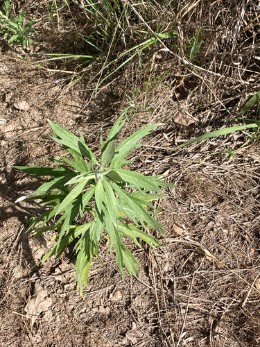 Douglas' Sagewort (Artemisia douglasiana)