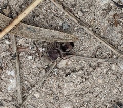 Pseudomethoca contumax