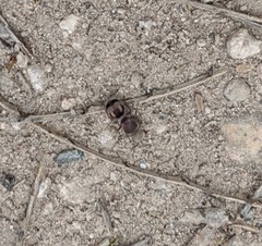 Pseudomethoca contumax