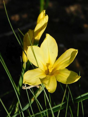 Firelover Tulp (Moraea pyrophila)