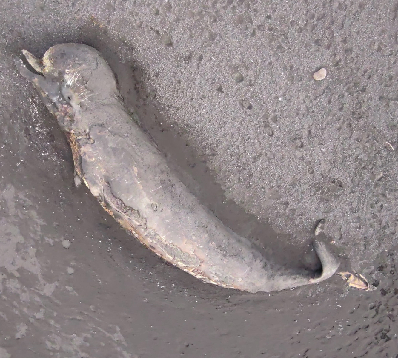 Hyperoodon ampullatus