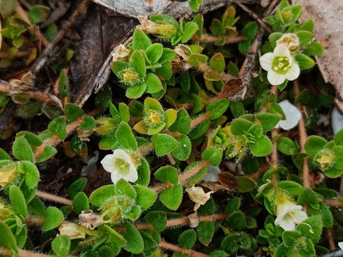hairy mitrewort (Mitrasacme pilosa)