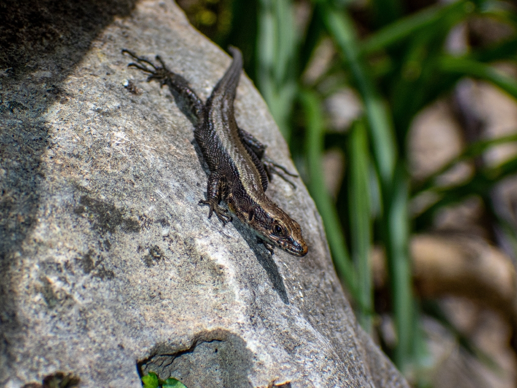 Spanish Keeled Lizard