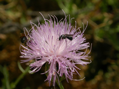 Cheirolophus intybaceus