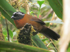 Oreothraupis arremonops