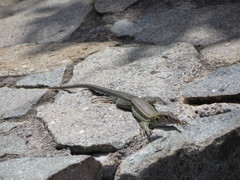 Pholidoscelis plei