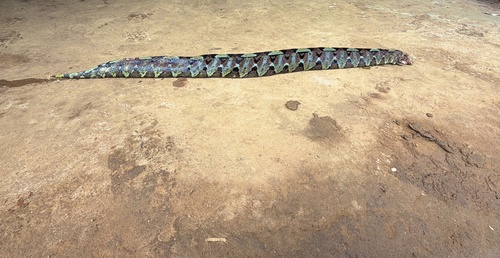 Rhinoceros Viper