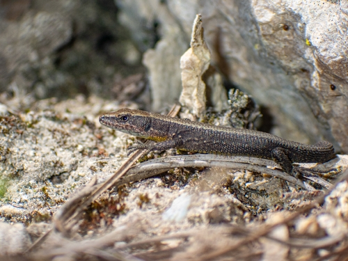 Spanish Keeled Lizard, Algyroides hidalgoi