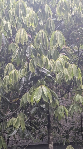 Konishi's Newlitse (Neolitsea konishii)
