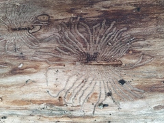 Scolytus