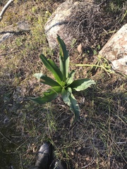Drimia numidica