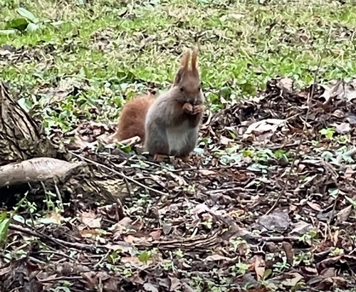 Eurasian Red Squirrel