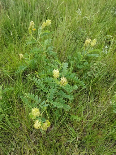 Canadian milkvetch (Astragalus canadensis)