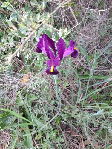 Narrow-leaved Purple Iris (Iris filifolia)
