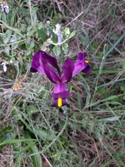 Iris filifolia, photograph author not stated, no rights reserved