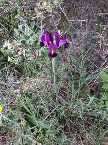 Iris filifolia, photograph 3