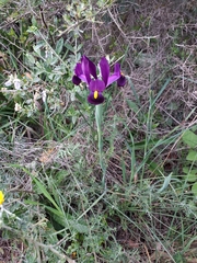 Iris filifolia, photograph author not stated, no rights reserved