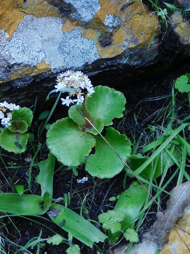 Cape Stonecrop (Crassula capensis)