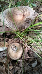 Lactarius atroviridis