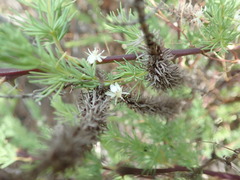 Asparagus rubicundus